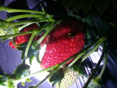 -胜丰草莓采摘园