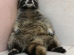 -浣熊柯尔鸭土拨鼠·电玩咖