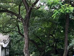 -泰山风景名胜区