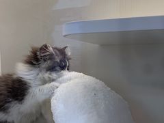 -小猫来了·猫舍(红山六九七九店)