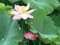 -荷塘月色湿地公园·向阳花洲