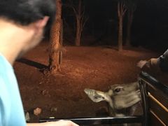 -清迈夜间动物园