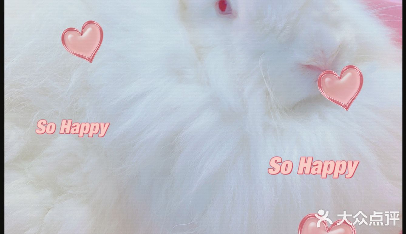 价格：45一位（三馆通玩-失恋、安哥拉兔、星空）