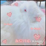 价格：45一位（三馆通玩-失恋、安哥拉兔、星空）