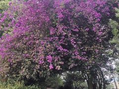 -昆明市金殿名胜区