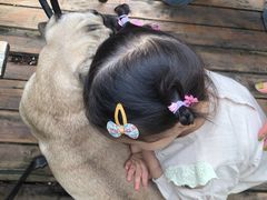 -喜柴咖啡·柴犬狗咖
