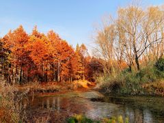 -溱湖国家湿地公园