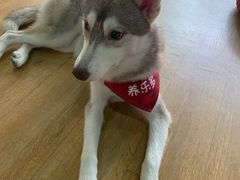 -Husky Go! 哈士奇体验馆·宠物咖啡厅狗咖