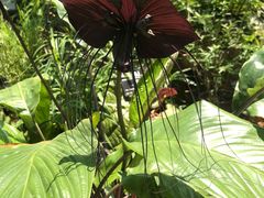 -华南国家植物园-售票处