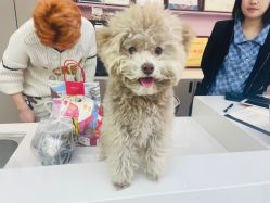 -MINX名珂斯·烫染形象设计