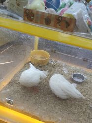-神奇动物撸宠馆·羊驼·小浣熊·异宠(豫园店)