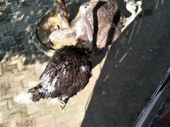 -武汉紫薇都市田园