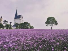 -花博汇(知音花月夜)