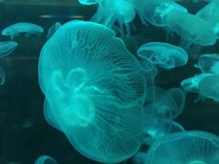 -重庆欢乐海底世界