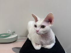 -爱洗澡的猫(天河路店)