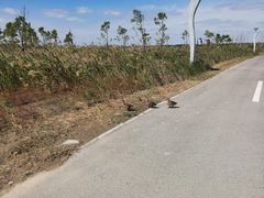 -盐城丹顶鹤湿地生态旅游区