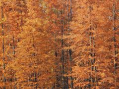 -白鹭湾湿地公园