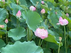 -莲花池公园