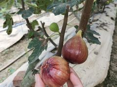 -银峰农庄·特色烧鸡·鲜无花果浸鸡