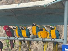 -西霞口神雕山野生动物世界