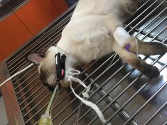 -瑞派福兴宠物医院犬猫全科·骨科·中西医结合(河东店)