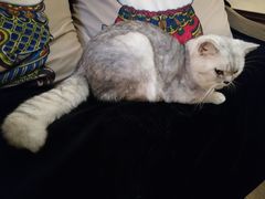 -more than meow吴止猫主题餐厅(承德 中船汇店)