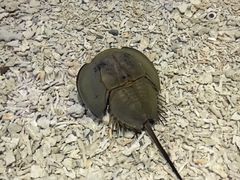 -琴岛之星摩天轮