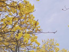 -松山湖梦幻百花洲