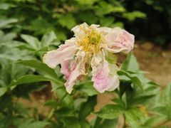 -洛阳市隋唐城遗址植物园