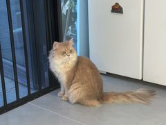 -琪喵猫屋·撸猫猫咖·猫舍