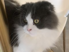 -飞行喵MR PILOT|猫舍·猫咖(静安大融城店)