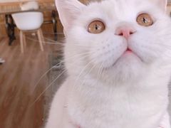 -猫的茶·猫咖