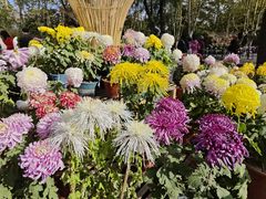 -上海共青森林公园