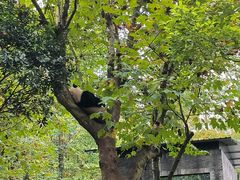 -都江堰中华大熊猫苑