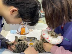 -福州肆爪动物医院