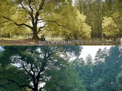 -上海共青森林公园