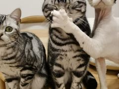 -有喵·猫咖·狗咖·30几只猫10只小狗(岗厦店)