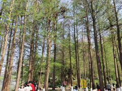 -重庆彩云湖湿地公园