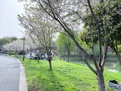 -贡湖湾湿地公园