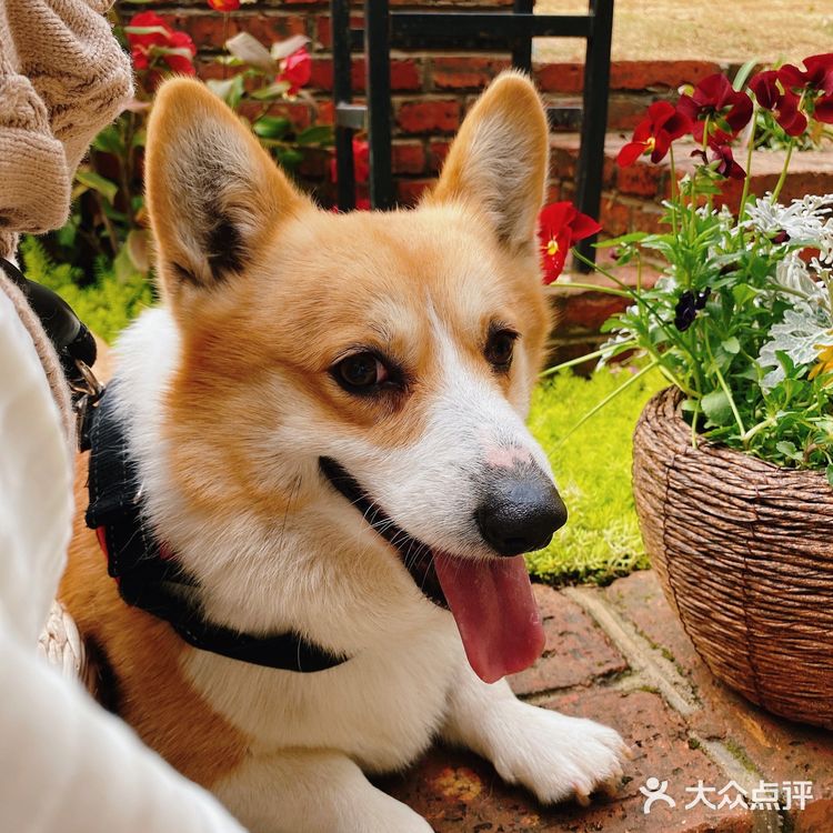 可以带狗狗探店的咖啡店 太棒啦