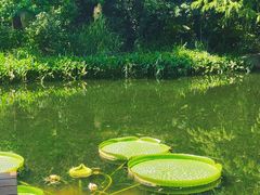 -上海滨江森林公园