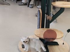 -共舞时光猫咖·狗咖(新街口店)