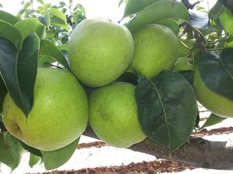 胡氏百年古树梨