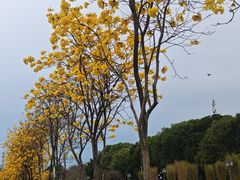 -长洲岛