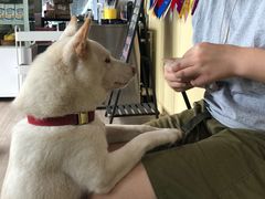 -柴犬高等学院·狗咖·柴犬售卖·宠物训练