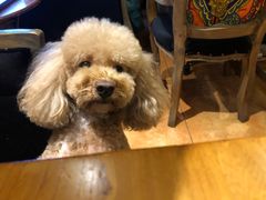 -more than meow吴止猫主题餐厅(承德 中船汇店)