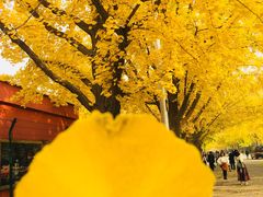 -三里屯东五街银杏大道