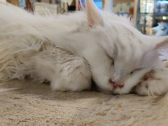 -猫小院猫主题咖啡厅(北锣店)