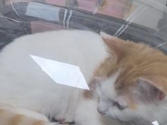 -宠颐生中康贝怡动物医院