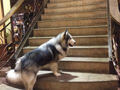 -more than meow吴止猫主题餐厅(承德 中船汇店)